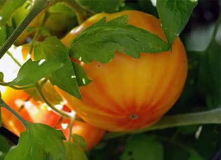 soiuri de tomate rare pentru fotografii gradina, recenzii, descrieri, caietul de sarcini