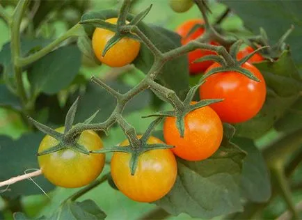 soiuri de tomate rare pentru fotografii gradina, recenzii, descrieri, caietul de sarcini