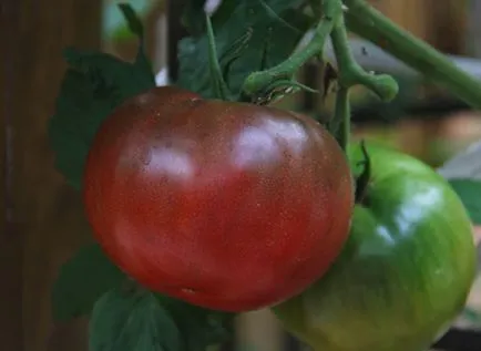 soiuri de tomate rare pentru fotografii gradina, recenzii, descrieri, caietul de sarcini