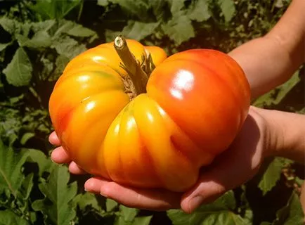 soiuri de tomate rare pentru fotografii gradina, recenzii, descrieri, caietul de sarcini