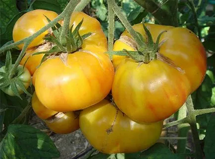 soiuri de tomate rare pentru fotografii gradina, recenzii, descrieri, caietul de sarcini