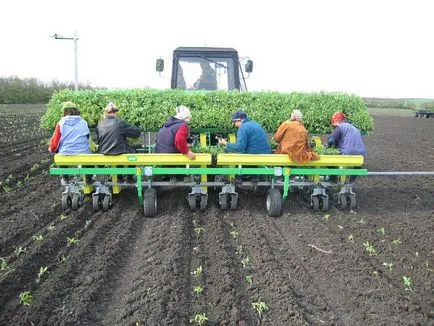 Transplanter mână, bandă, cu propriile lor mâini