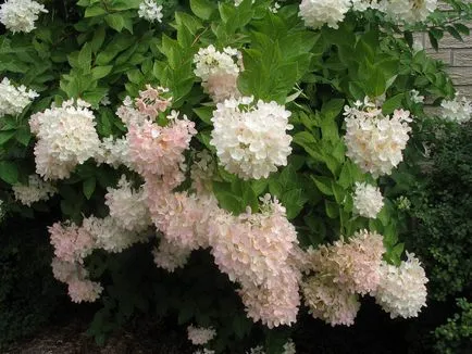 Szaporítása Hortenzia paniculata különböző sposabami