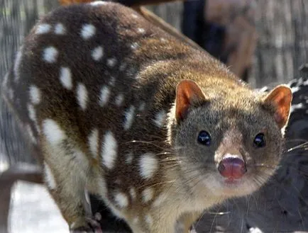 Tiger quoll