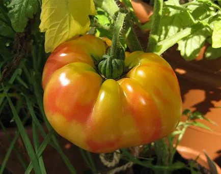 soiuri de tomate rare pentru fotografii gradina, recenzii, descrieri, caietul de sarcini