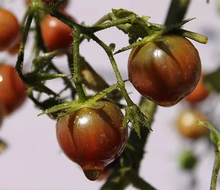 soiuri de tomate rare pentru fotografii gradina, recenzii, descrieri, caietul de sarcini