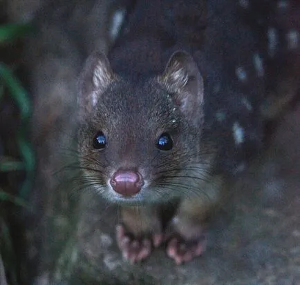 Tiger Quoll