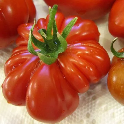 soiuri de tomate rare pentru fotografii gradina, recenzii, descrieri, caietul de sarcini