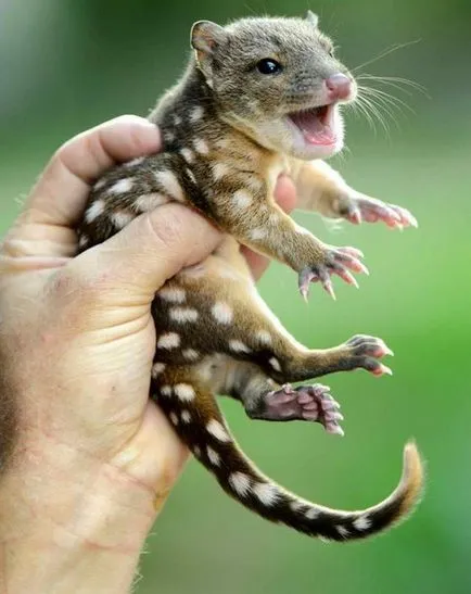 Tiger Quoll