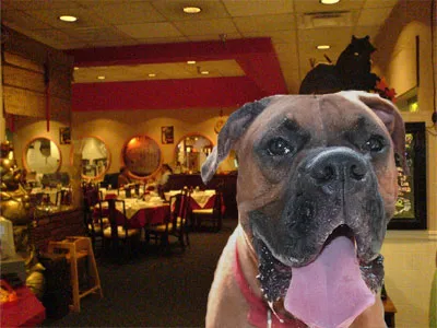 Restaurant câine