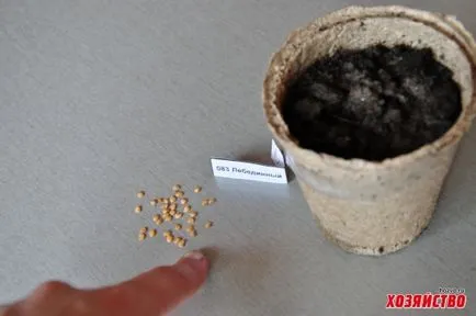 Semințe Rețetă de peletizare la domiciliu