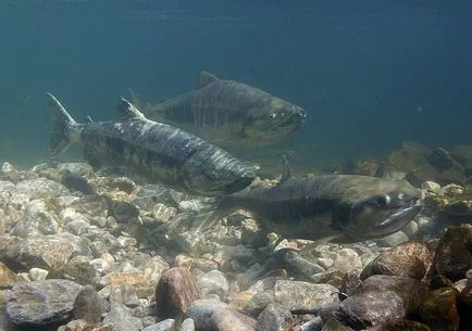 Fish cimborám a „család” lazac