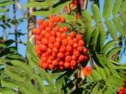 scorus - Sorbus aucuparia l