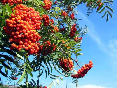 scorus - proprietăți de vindecare ale Rowan - fructe Rowan