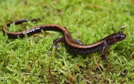 Conținutul Salamander în casă, fotografii