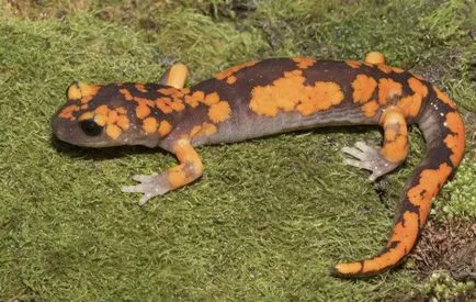 съдържание Salamander в дома, снимките