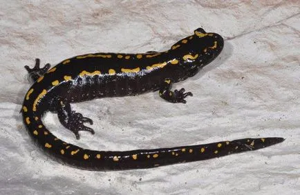 Conținutul Salamander în casă, fotografii