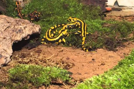 Salamander tartalmat az otthoni, fotók