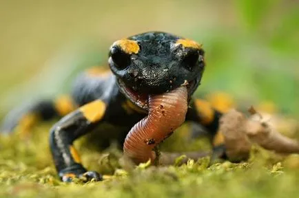 съдържание Salamander в дома, снимките