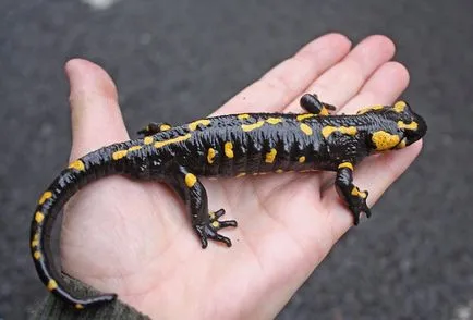 съдържание Salamander в дома, снимките