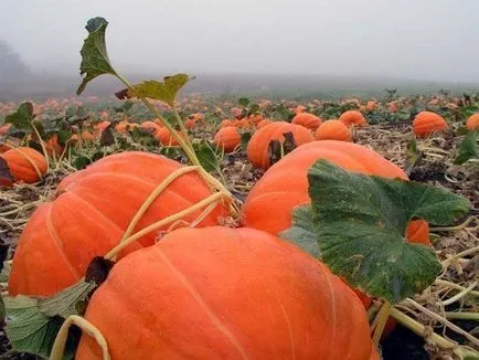 Най-сладка Butternut скуош