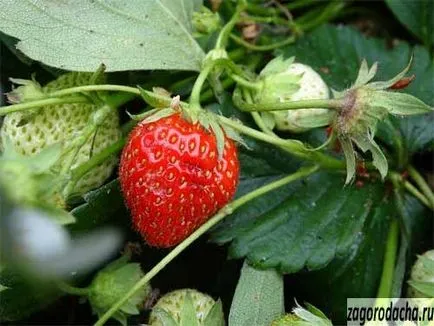 Strawberry - în creștere în ghivece și teren deschis