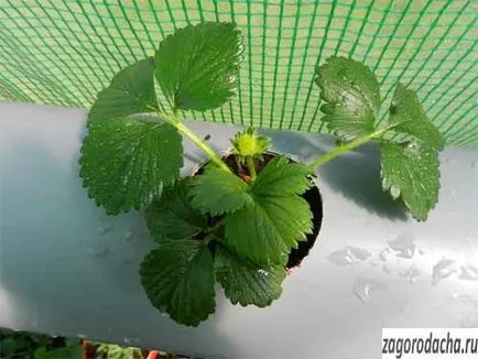 Strawberry - în creștere în ghivece și teren deschis