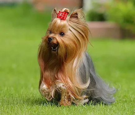 A legnépszerűbb kérdések a Yorkshire terrier