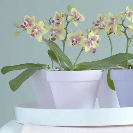 Най-еротичен изящна орхидея - 3 начина да ги показват красотата на 50-те идеи