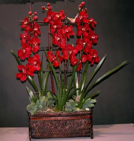 A legtöbb erotikus gyönyörű orchidea virág - 3 módon, hogy megmutassa nekik a szépség, a 50 ötletet