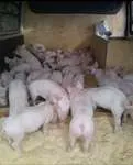 animale agricole din regiunea Kaluga de vaci, oi, găini, capre, viței, iepuri - Ghid