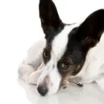 Első lépések kutyakiképz és hogyan kell emelni egy kutya