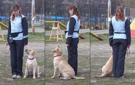 Első lépések kutyakiképz és hogyan kell emelni egy kutya