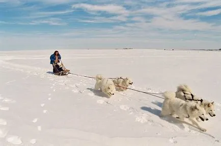 Szamojéd (samoyed)