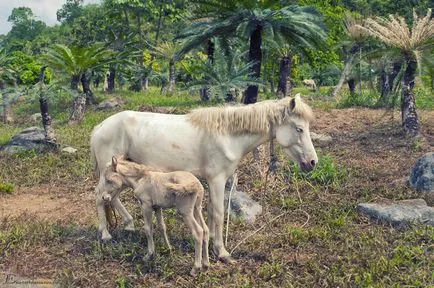 Független utazás Vietnam Nha Trang