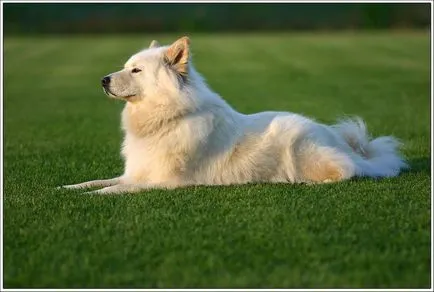 Szamojéd (samoyed)