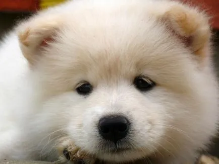 Szamojéd (samoyed)