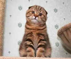 soiuri Scottish Fold pisica de rasa si caracteristici
