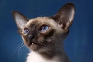 Sziámi macska - egy leírást a természet, gondoskodás, fotó