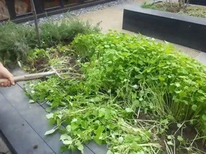 gunoi de grajd verde pentru gradina, atunci când pentru a planta, sape, plantarea Phacelia, muștar, iarna lupin toamna