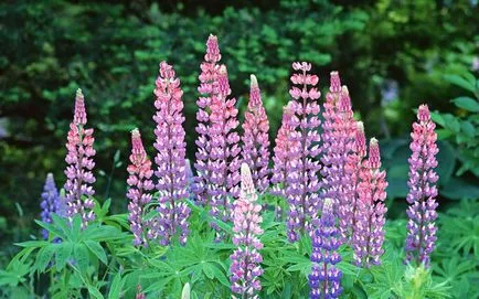 gunoi de grajd verde pentru gradina, atunci când pentru a planta, sape, plantarea Phacelia, muștar, iarna lupin toamna