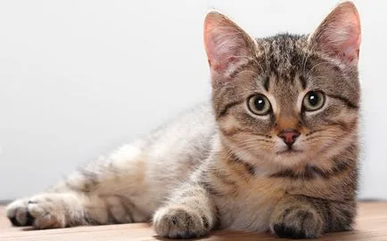 Scottish fold macska fajta fajták és jellemzői