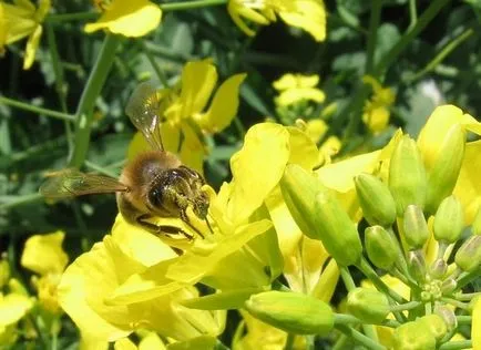 gunoi de grajd verde pentru gradina, atunci când pentru a planta, sape, plantarea Phacelia, muștar, iarna lupin toamna