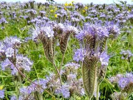 gunoi de grajd verde pentru gradina, atunci când pentru a planta, sape, plantarea Phacelia, muștar, iarna lupin toamna