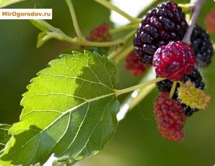 Mulberry - termesztése és gondozása a középső zóna és a külvárosokban