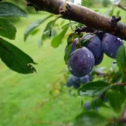 Plum засаждане и грижи в предградията, култивиране, разновидности на снимка размножаване, болести и торове