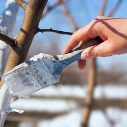 Plum засаждане и грижи в предградията, култивиране, разновидности на снимка размножаване, болести и торове