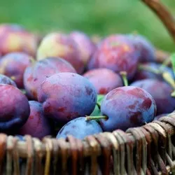 Plum засаждане и грижи в предградията, култивиране, разновидности на снимка размножаване, болести и торове