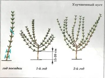 Tipuri de liliac liliac, forme și Bush de formare