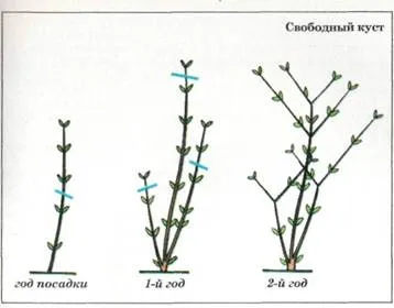 Tipuri de liliac liliac, forme și Bush de formare